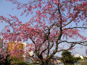 咲き誇るしだれ桜