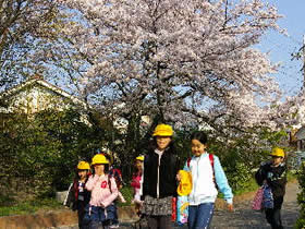 赤門の桜と登校する児童