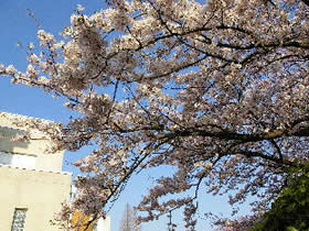 校門の桜